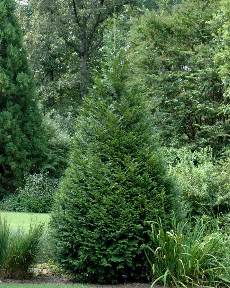 California Incense Cedar #5<br><i>Calocedrus decurrens</br></i>