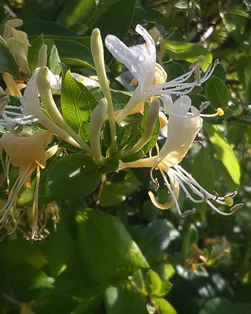 Hall's Japanese Honeysuckle Staked#5<br><i>Lonicera japonica Halliana</br></i>