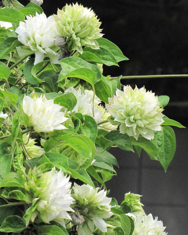 Duchess of Edinburgh Clematis #1<br><i>Clematis 'Duchess of Edinburgh'</br></i>