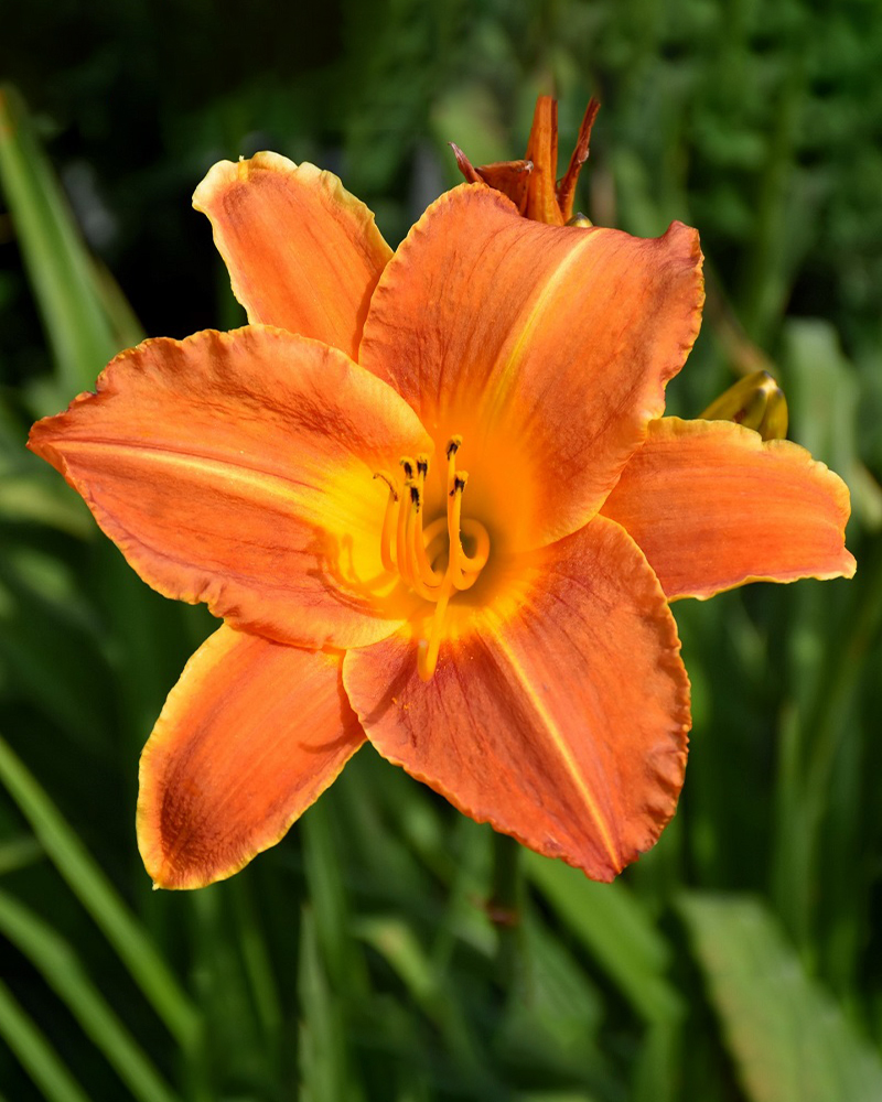 Bright Sunset Daylily #1<br><i>Hemerocallis Bright Sunset</br></i>