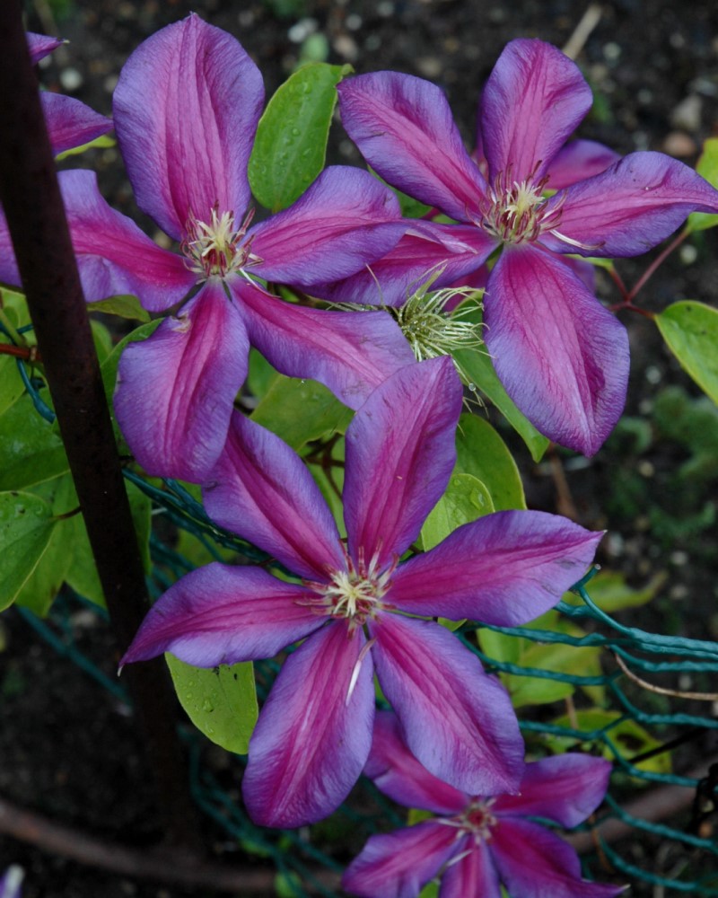 Mrs. N. Thompson Clematis #1<br><i>Clematis Mrs. N. Thompson</br></i>