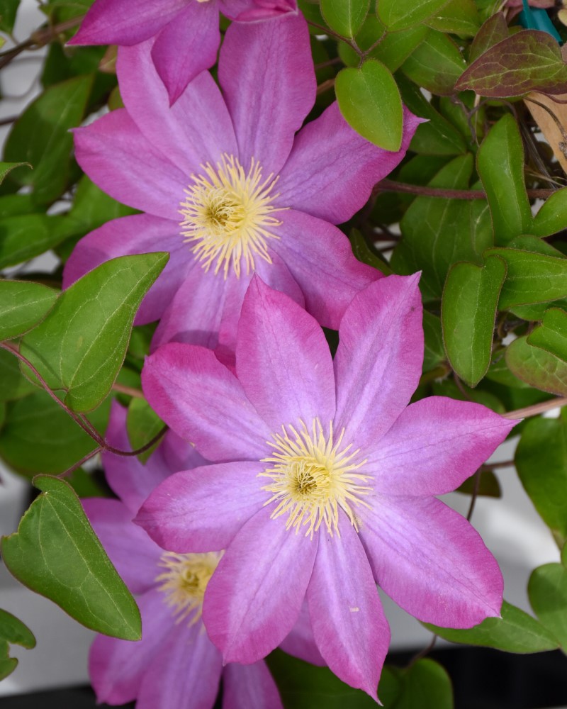 Pink Champagne Clematis #1<br><i>Clematis Pink Champagne</br></i>