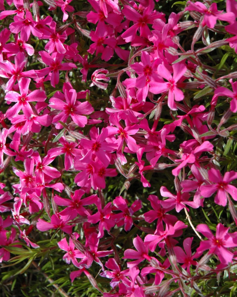 Scarlet Flame Moss Phlox #1<br><i>Phlox subulata Scarlet Flame</br></i>