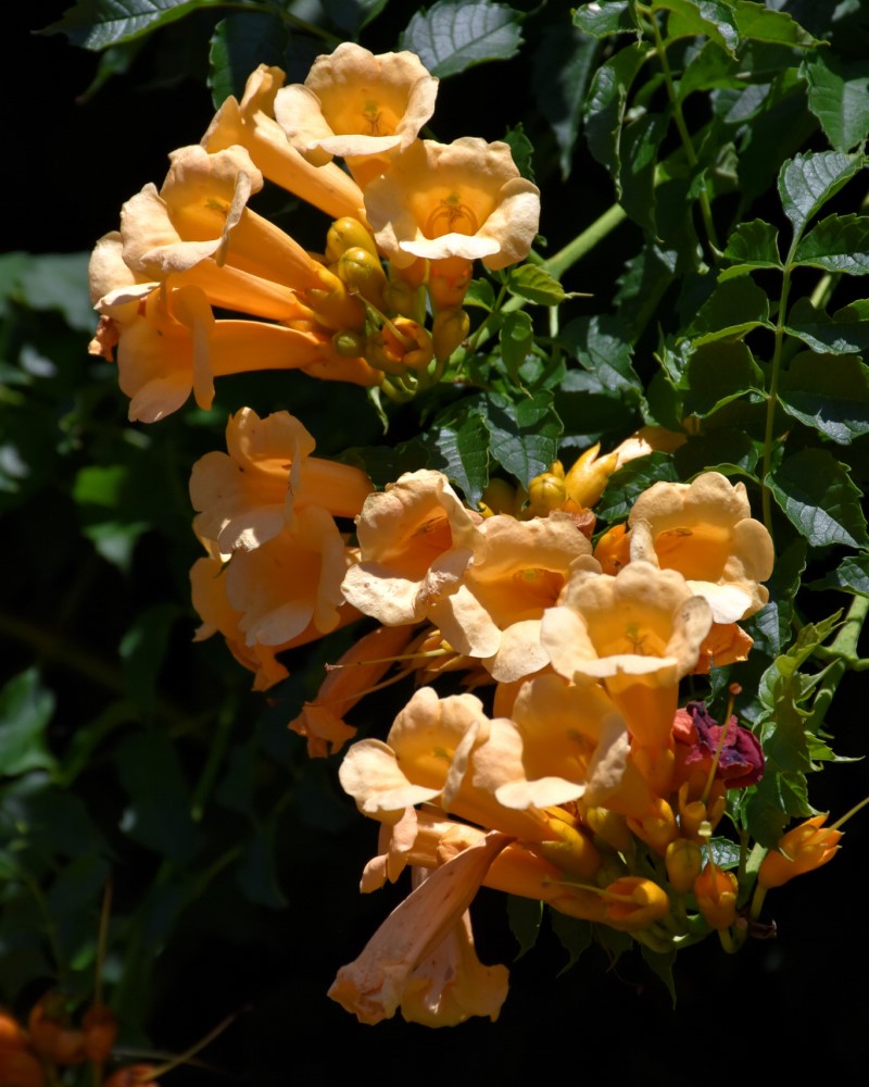 Yellow Trumpetvine #1<br><i>Campsis radicans Flava</br></i>