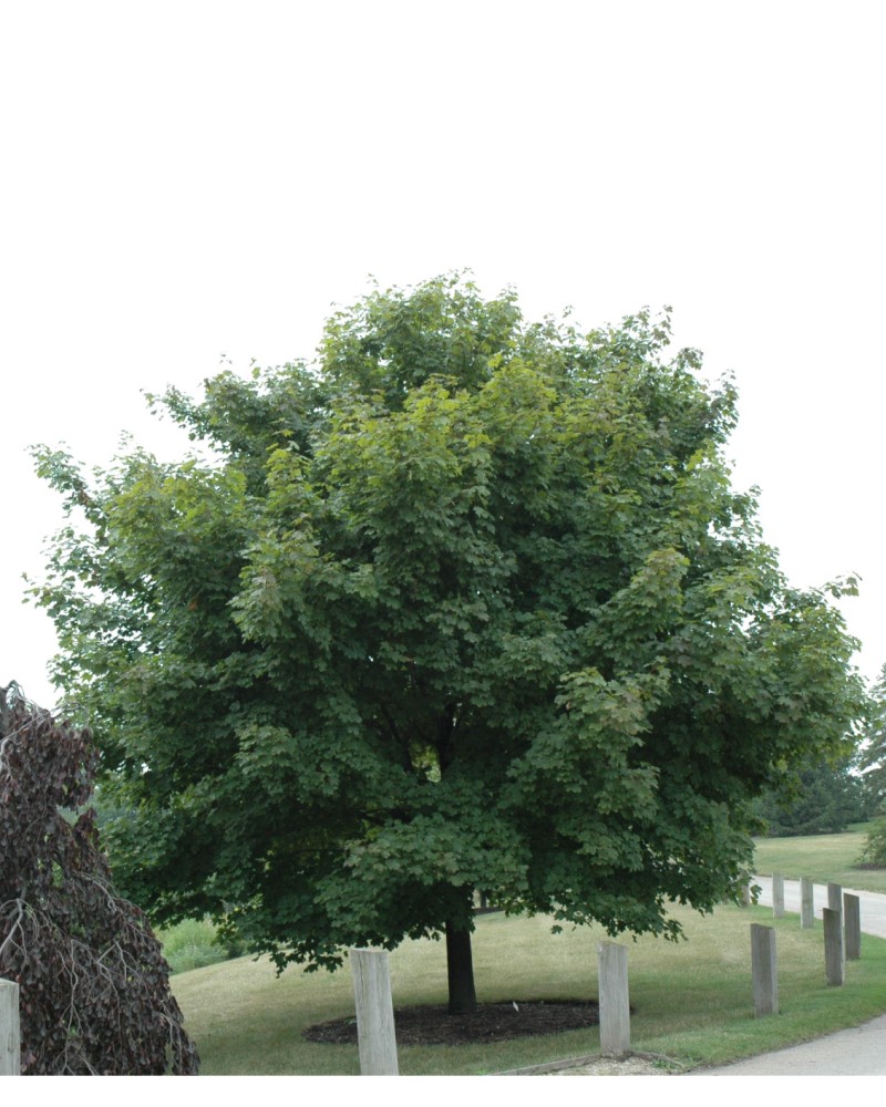 Emerald Lustre Norway Maple #15<br><i>Acer platanoides Emerald Lustre</br></i>