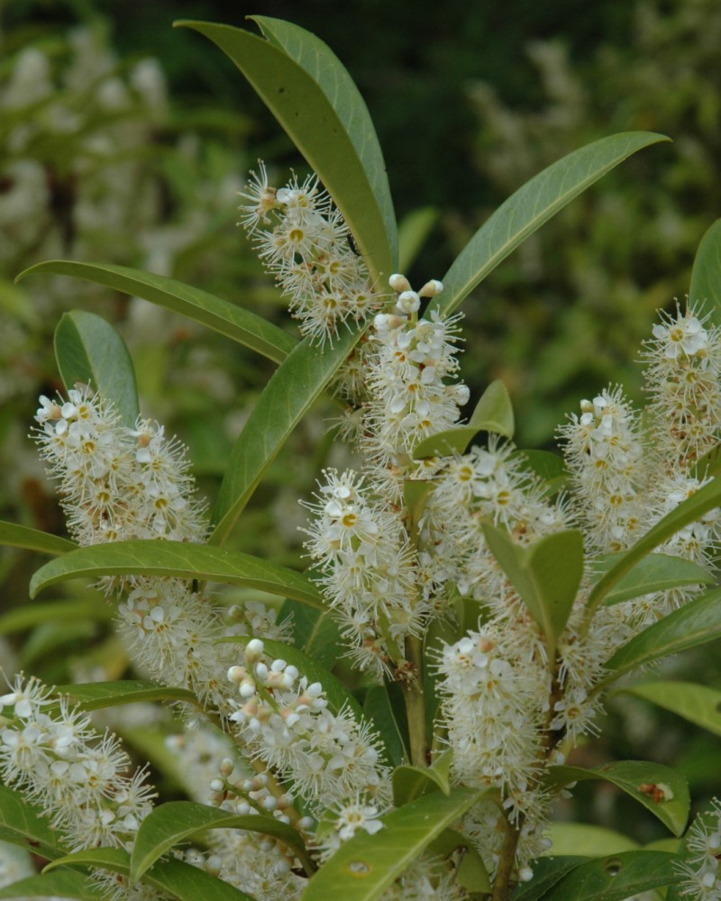 Schipka Cherry Laurel #6<br><i>Prunus laurocerasus Schipkaensis</br></i>