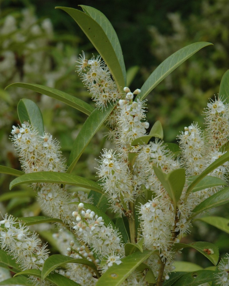 Schipka Cherry Laurel #5<br><i>Prunus laurocerasus Schipkaensis</br></i>