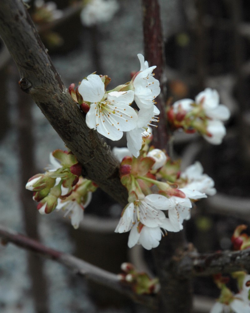 Stella Cherry #7<br><i>Prunus avium Stella</br></i>