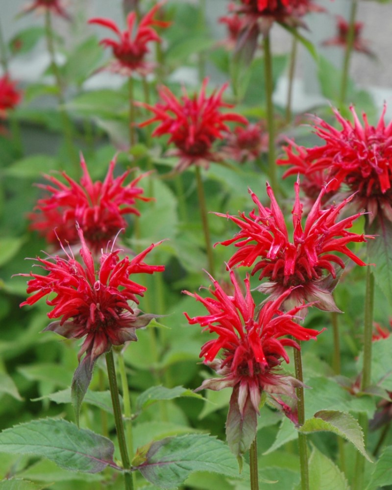 Jacob Cline Beebalm #1<br><i>Monarda 'Jacob Cline'</br></i>