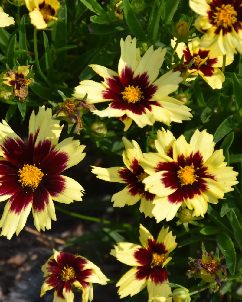 Super Star Tickseed #1<br><i>Coreopsis Super Star</br></i>