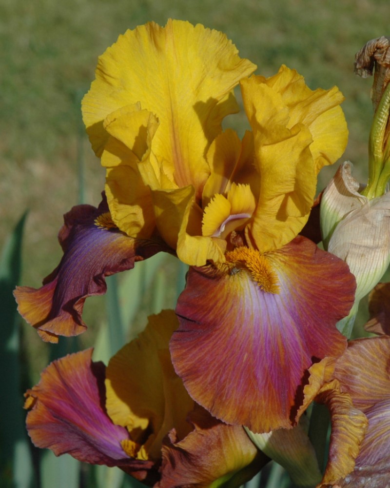 Megabucks Iris #1<br><i>Iris Megabucks</br></i>