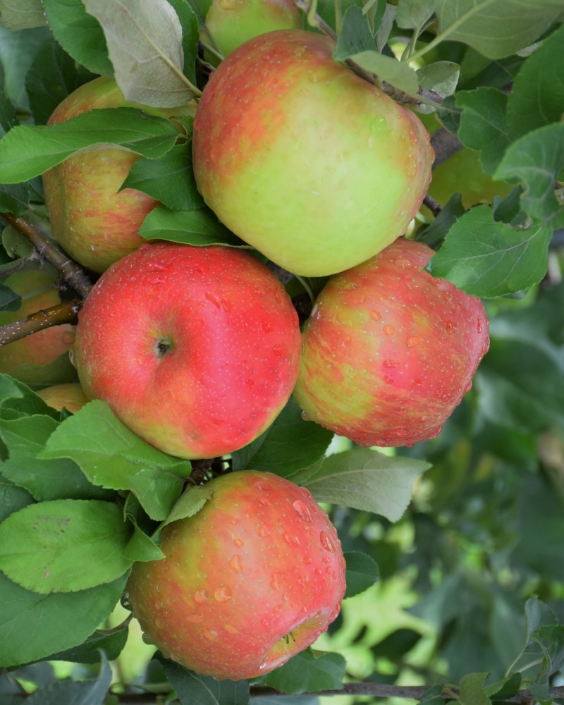Departments Honeycrisp Apple 15Malus Honeycrisp