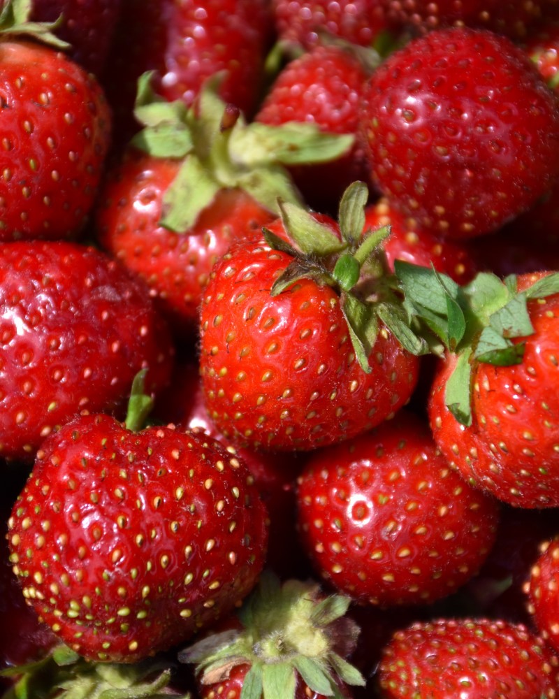 Quinault Strawberry #1<br><i>Fragaria Quinault</br></i>