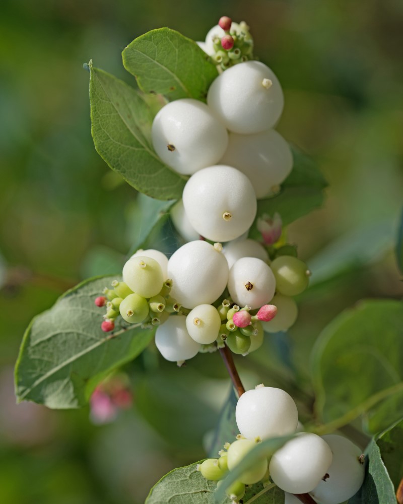 Snowberry, Symphoricarpos albus