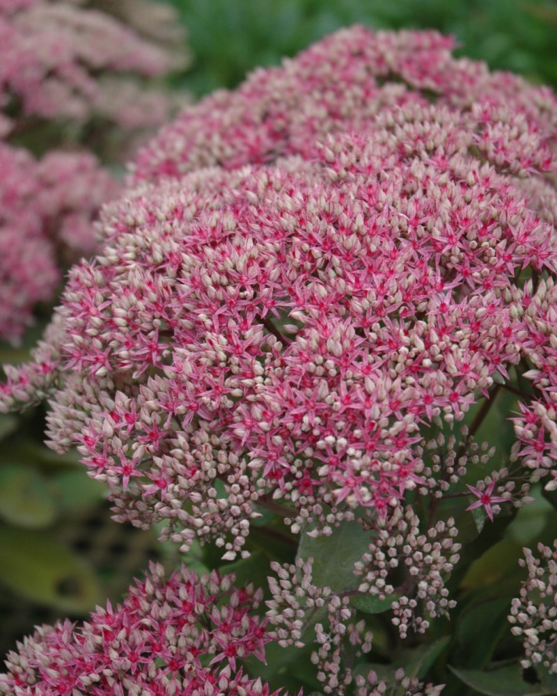 Mr. Goodbud Stonecrop #1<br><i>Sedum Mr. Goodbud</br></i>