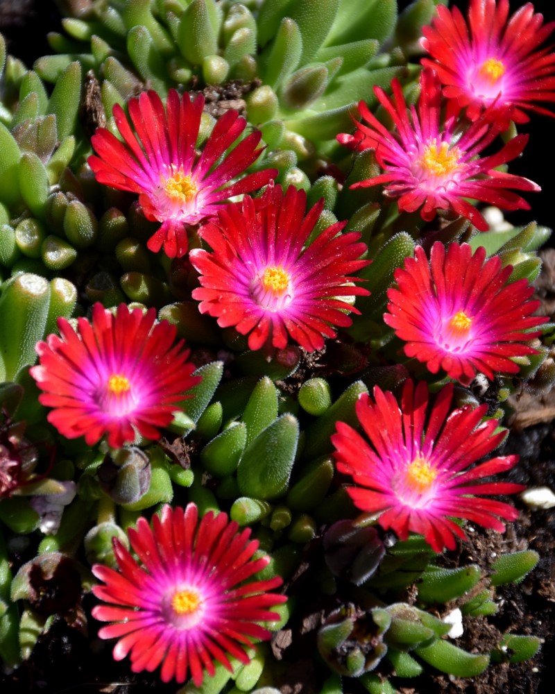 Jewel Of Desert Garnet Ice Plant #1<br><i>Delosperma Jewel Of Desert Garnet</br></i>