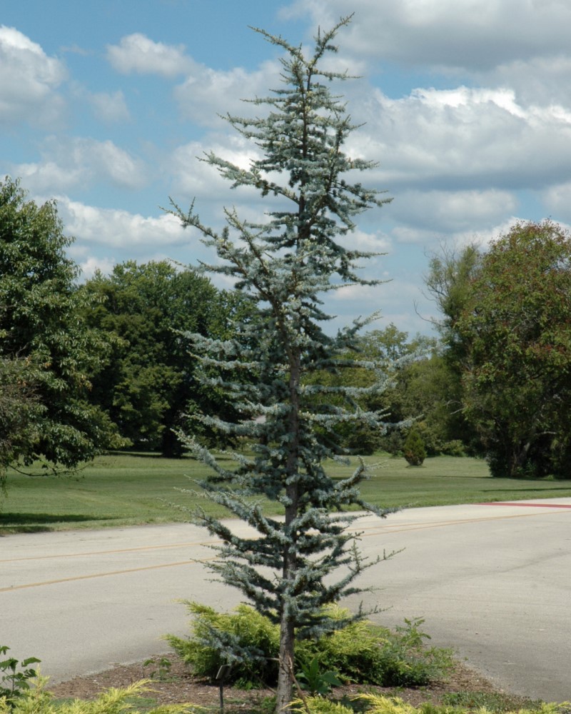 Departments Cedar Blue Atlas 20