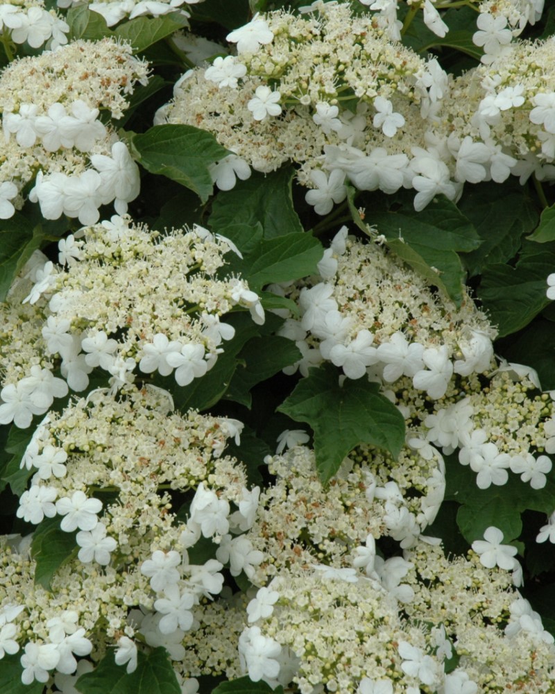 Compact European Cranberry<br><i>Viburnum opulus Compactum</br></i>