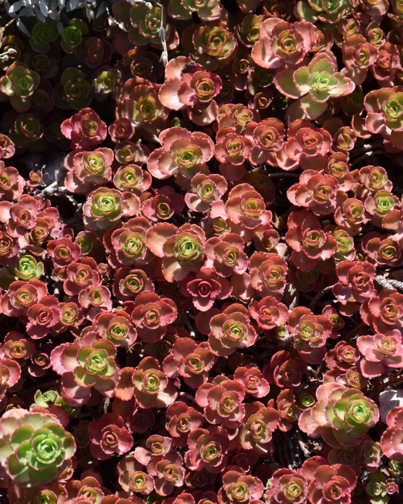 Dragon's Blood Stonecrop #1<br><i>Sedum spurium</br></i>