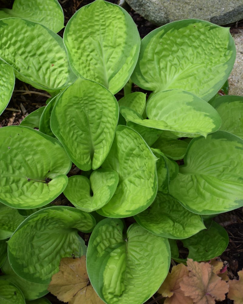 Rainforest Sunrise Hosta<br><i>Hosta Rainforest Sunrise</br></i>