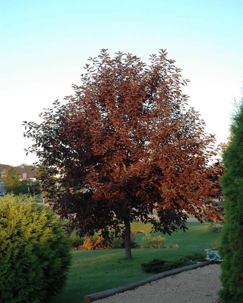 Canada Red Chokecherry #20<br><i>Prunus virginiana 'Canada Red'</br></i>