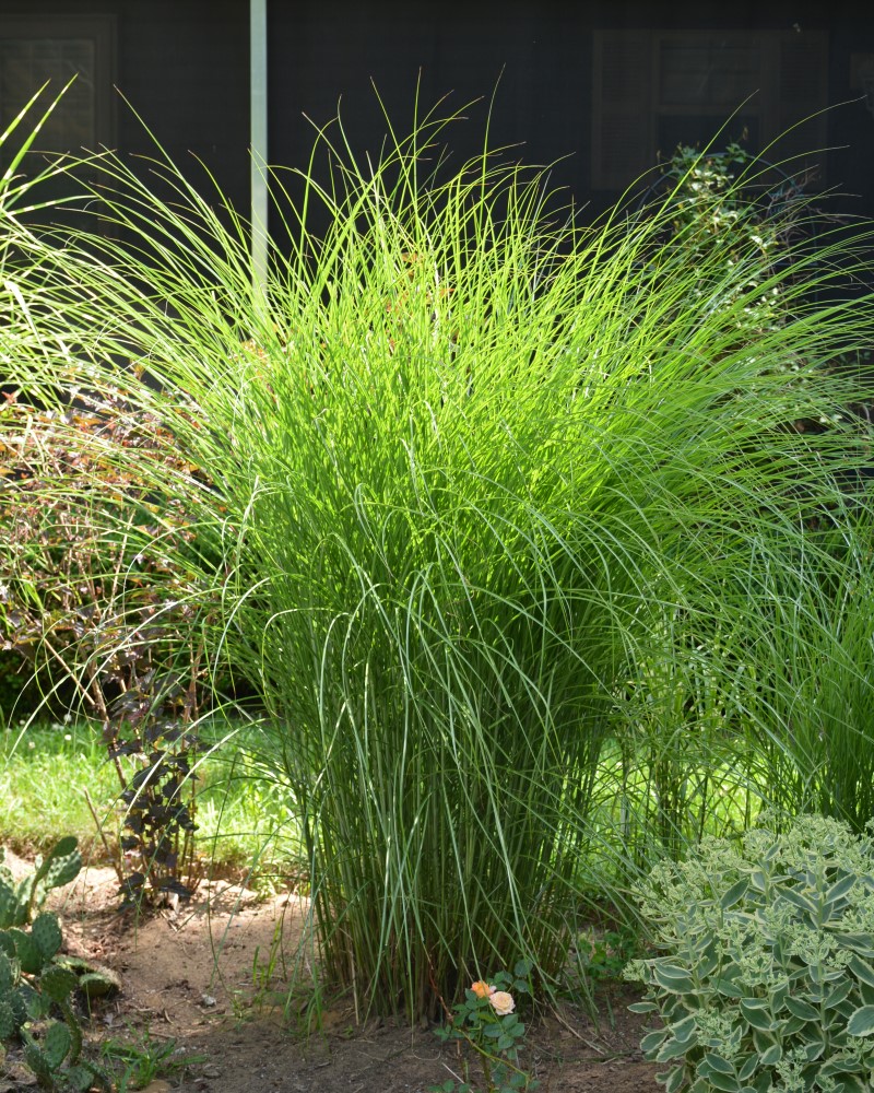 Gracillimus Maiden Grass<br><i>Miscanthus sinensis Gracillimus</br></i>