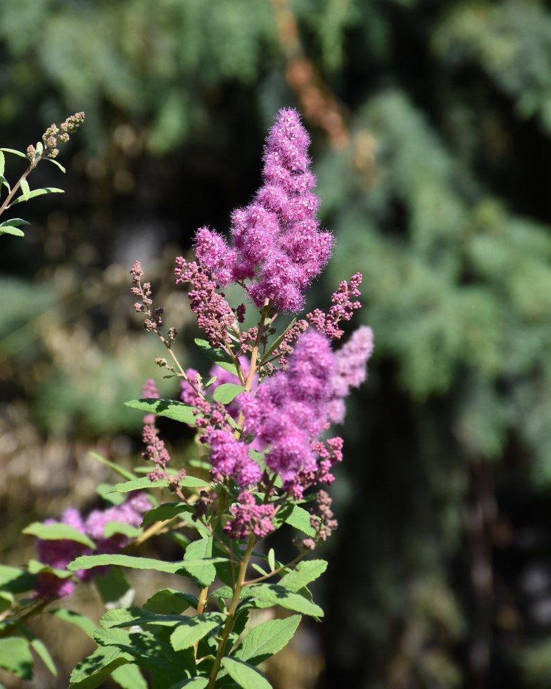 Western Spirea #5<br><i>Spiraea douglasii</br></i>