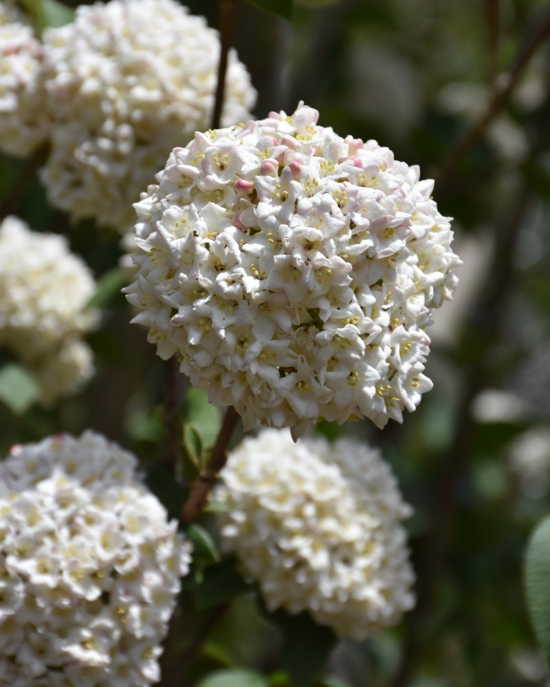 Burkwood Viburnum #5<br><i>Viburnum x burkwoodii</br></i>