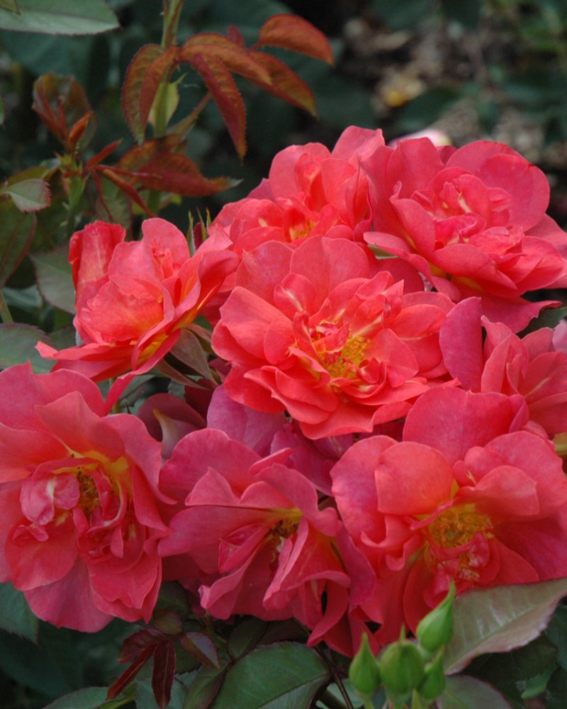 Roses | Roses Available in Reno | Moana Nursery