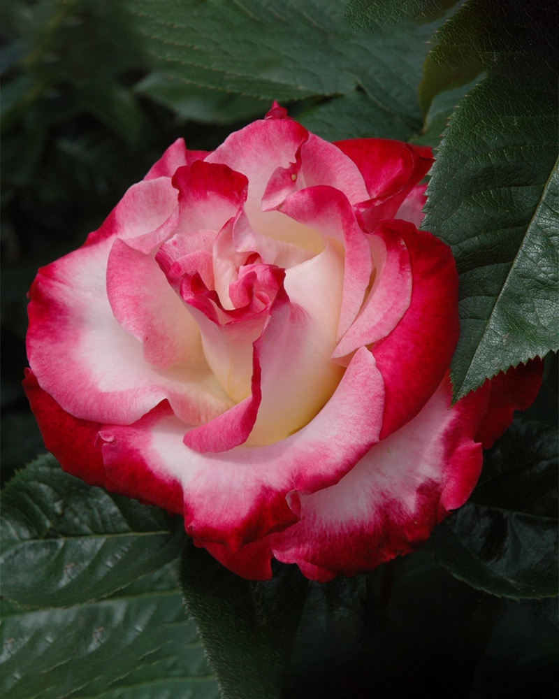 Dick Clark Rose #5<br><i>Rosa Dick Clark</br></i>
