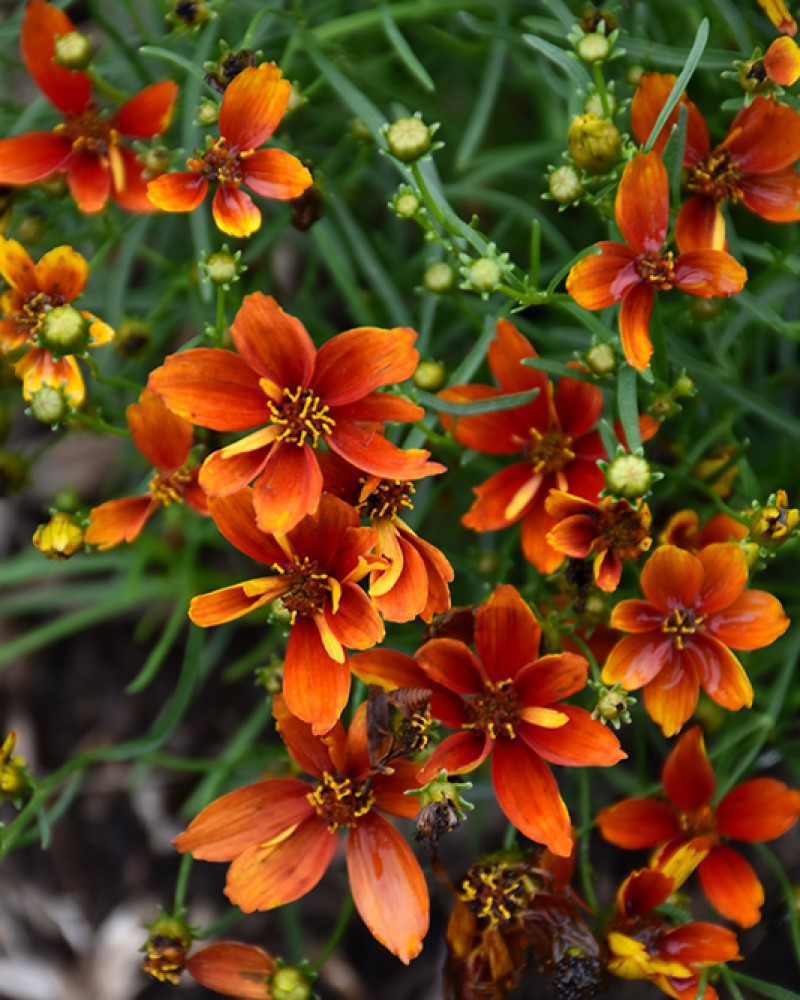 Crazy Cayenne Tickseed #1<br><i>Coreopsis verticillata Crazy Cayenne</br></i>