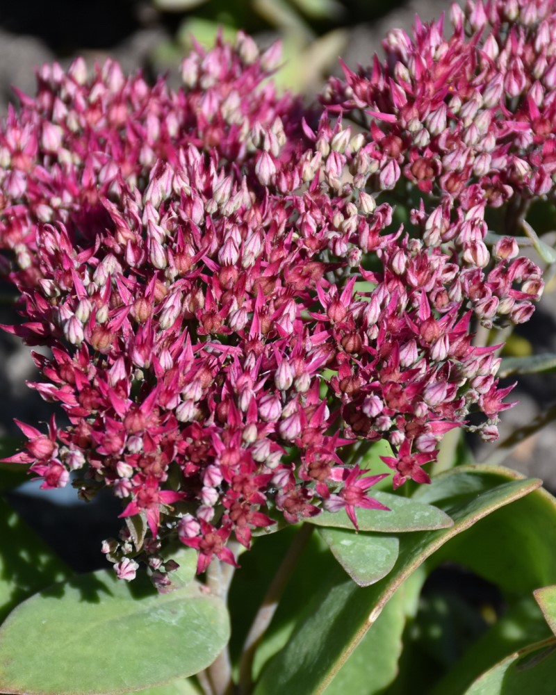 Class Act Stonecrop #1<br><i>Sedum Class Act</br></i>