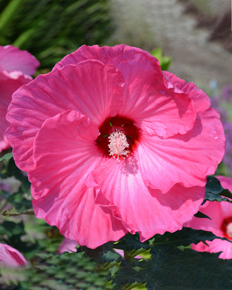 Airbrush Effect Hibiscus #3<br><i>Hibiscus Airbrush Effect</br></i>