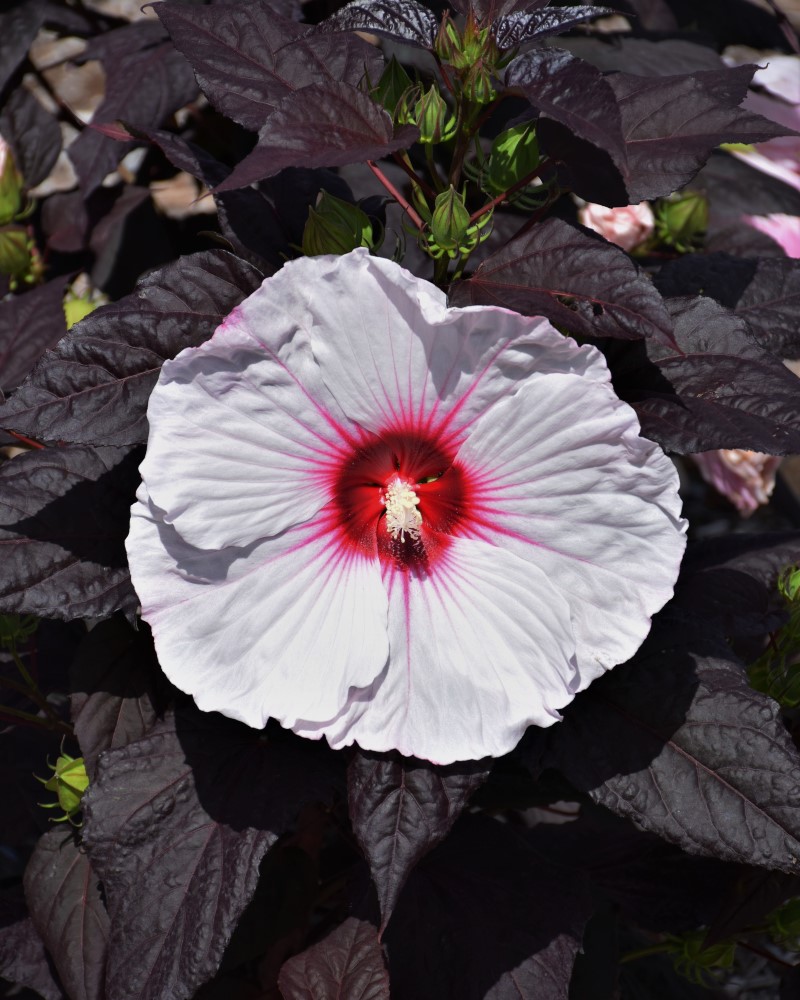 Dark Mystery Hibiscus #3<br><i>Hibiscus 'Dark Mystery'</br></i>