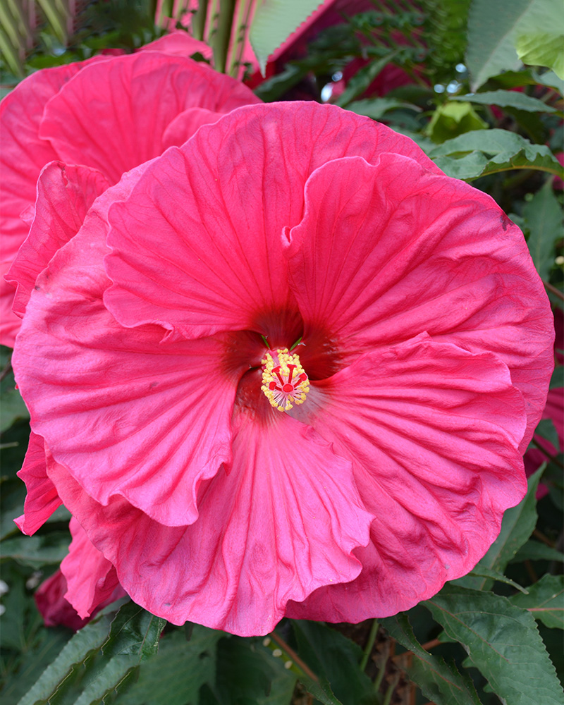 Summer In Paradise Hibiscus #3<br><i>Hibiscus Summer In Paradise</br></i>