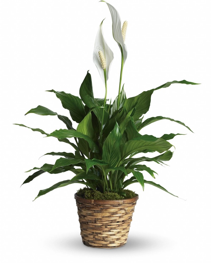 Simply Elegant Spathyphyllum $58