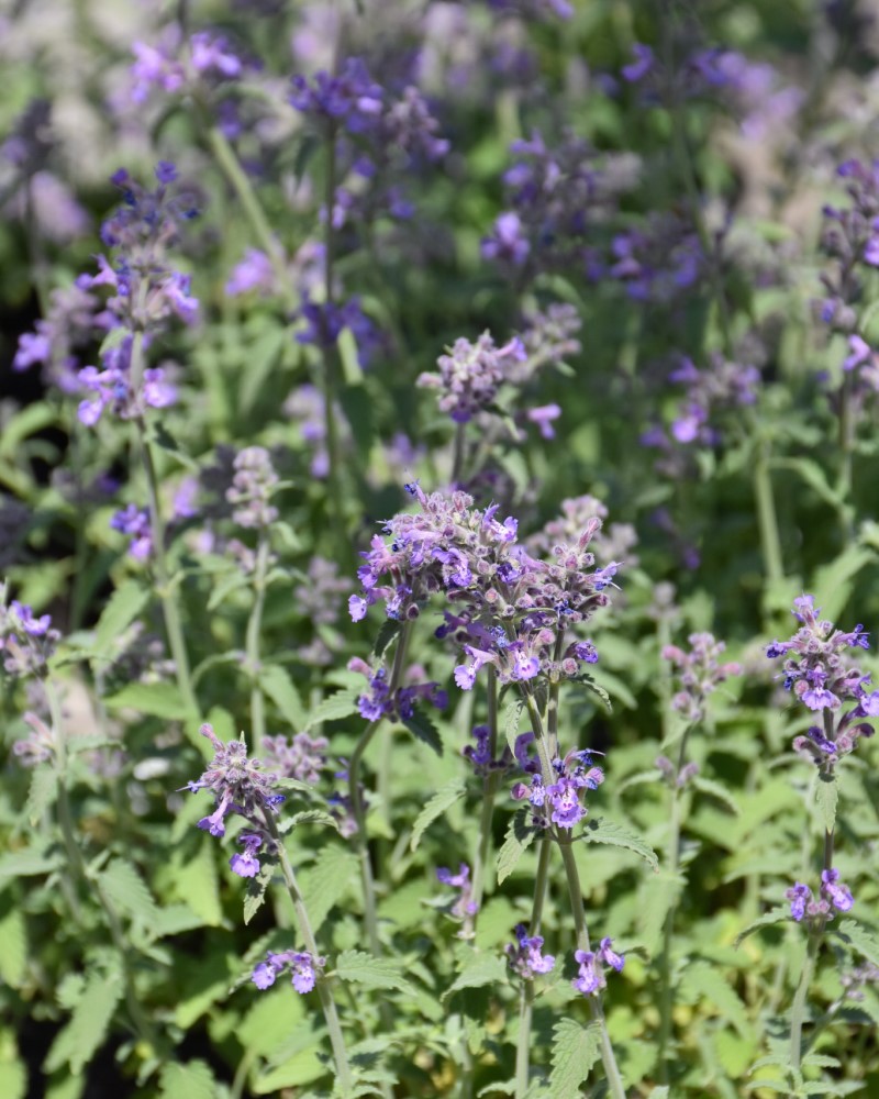 Little Trudy Catmint #1<br><i>Nepeta Psfike</br></i>