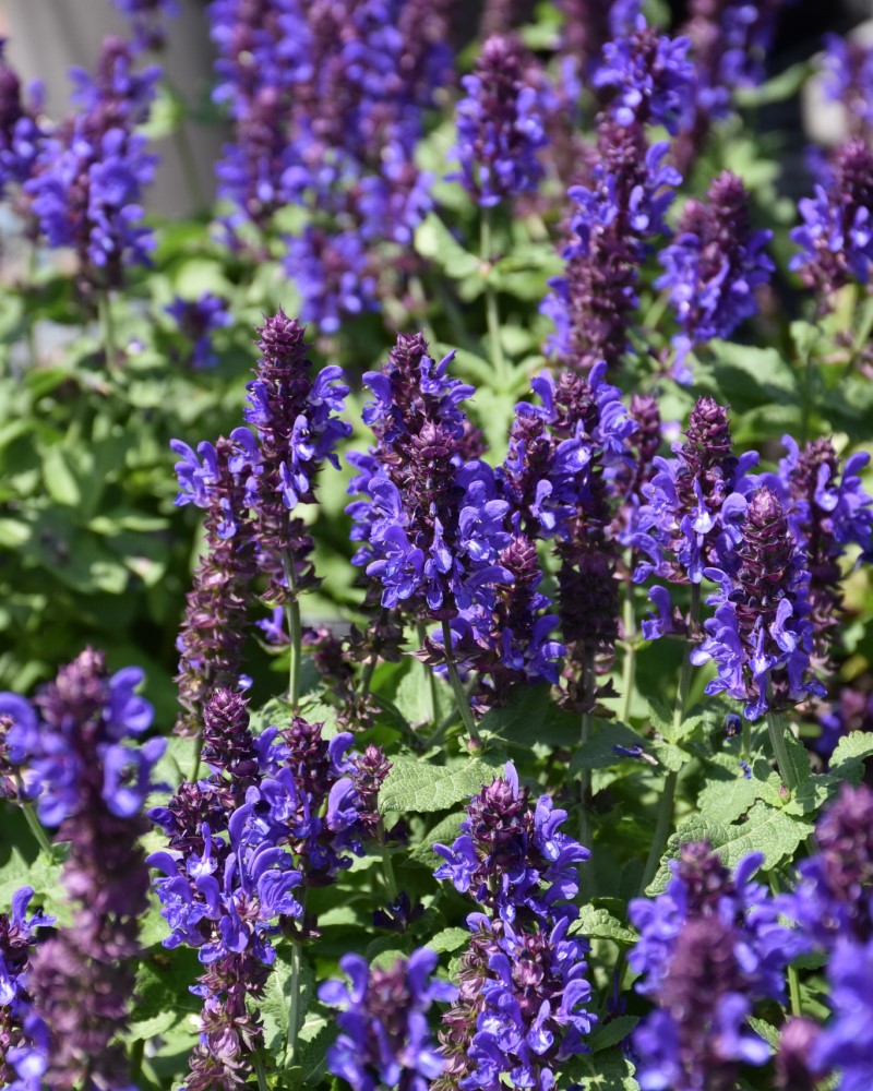 Blue Marvel Meadow Sage #1<br><i>Salvia nemorosa Blue Marvel</br></i>