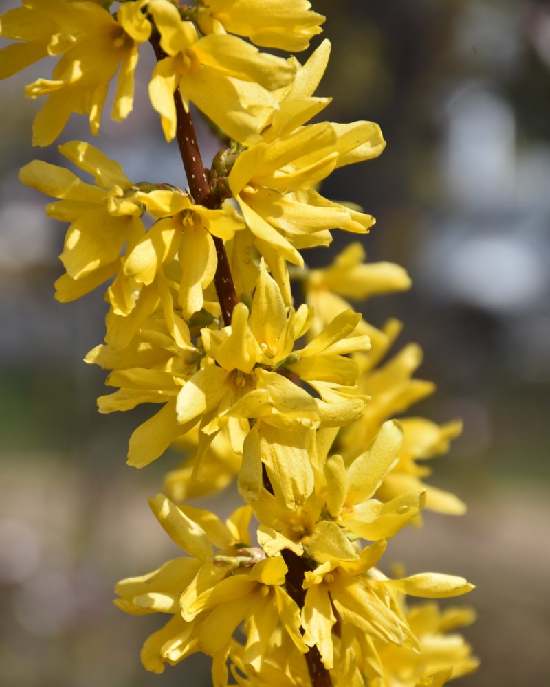 Lynwood Gold Forsythia #5<br><i>Forsythia x intermedia Lynwood Gold</br></i>