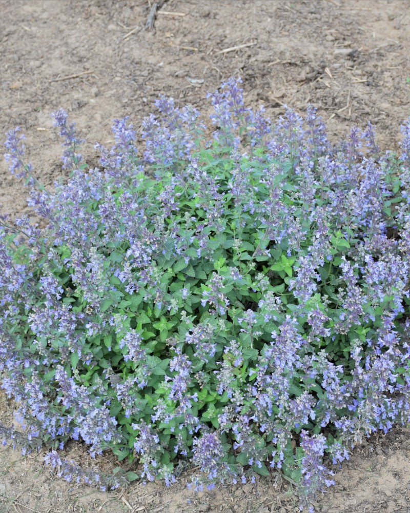 Picture Purrfect Catmint #1<br><i>Nepeta Picture Purrfect</br></i>