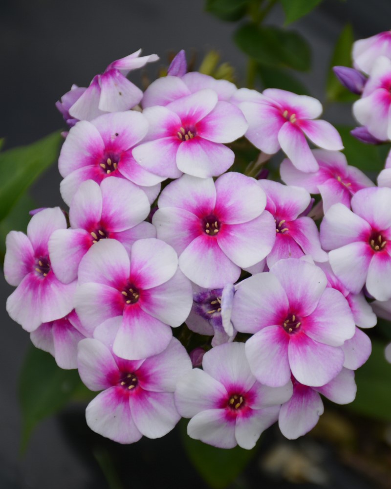 Ka-Pow® White Bicolor Garden Phlox #1<br><i>Phlox paniculata Balkapowibi</br></i>