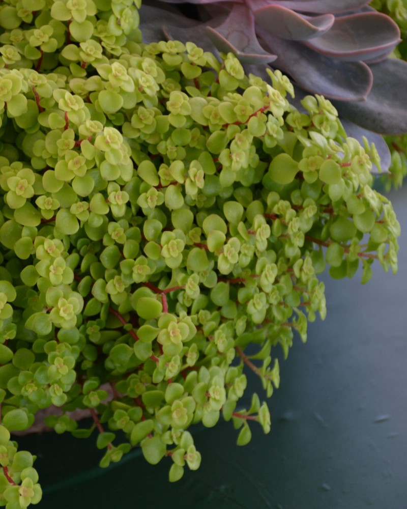 Golden Stonecrop #1<br><i>Sedum makinoi Ogon</br></i>