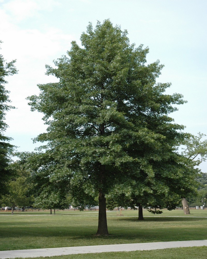 Pin Oak #20<br><i>Quercus palustris</br></i>