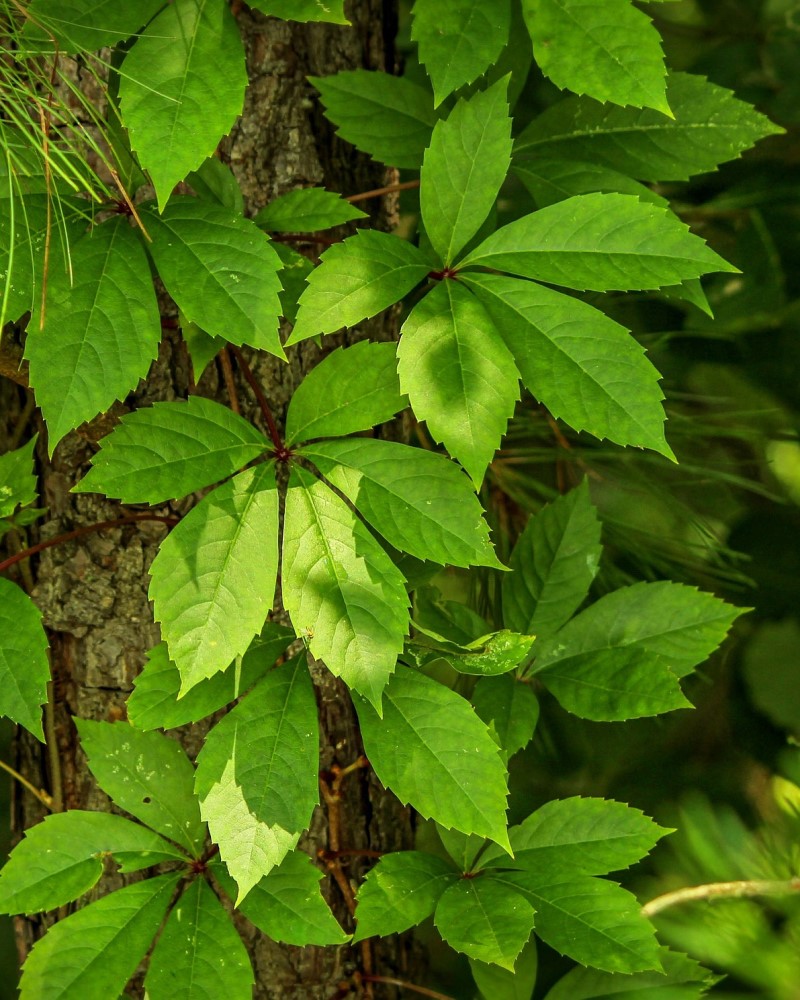 Parthenocissus quinquefolia (Virginia creeper)