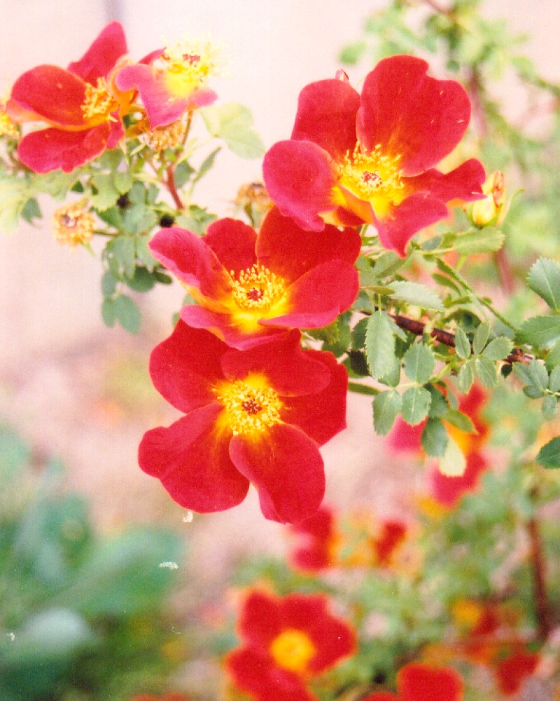 Austrian Copper Rose<br><i>Rosa foetida 'Bicolor'</br></i>