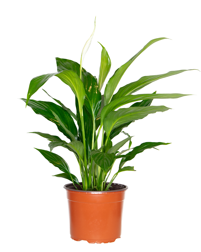 Spathiphyllum Peace Lily 4"