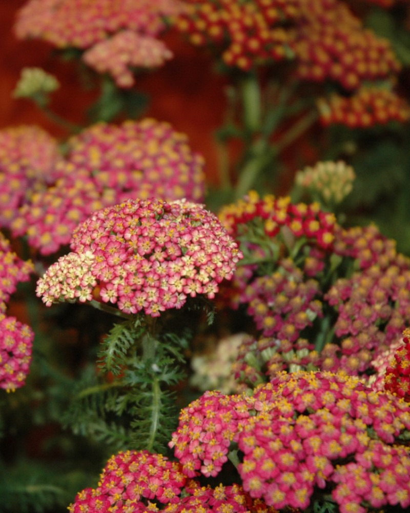 New Vintage Rose Yarrow #1<br><i>Achillea millefolium Balvinrose</br></i>