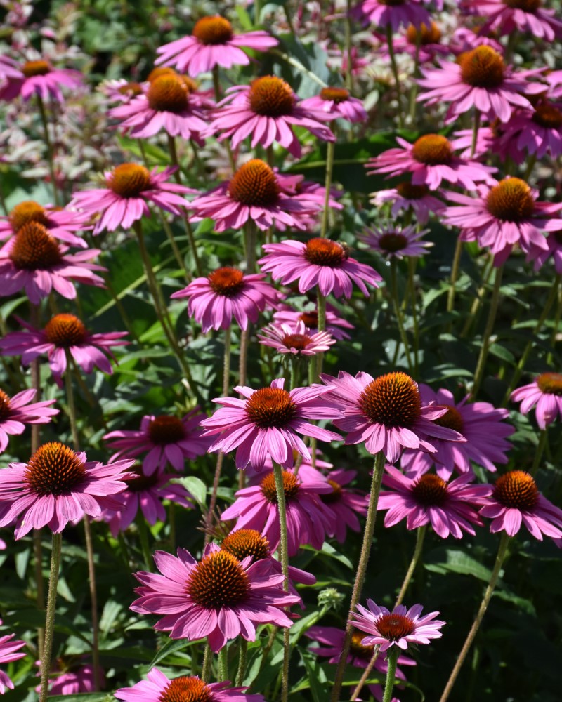 PowWow Wild Berry Coneflower #1<br><i>Echinacea purpurea PowWow Wild Berry</br></i>