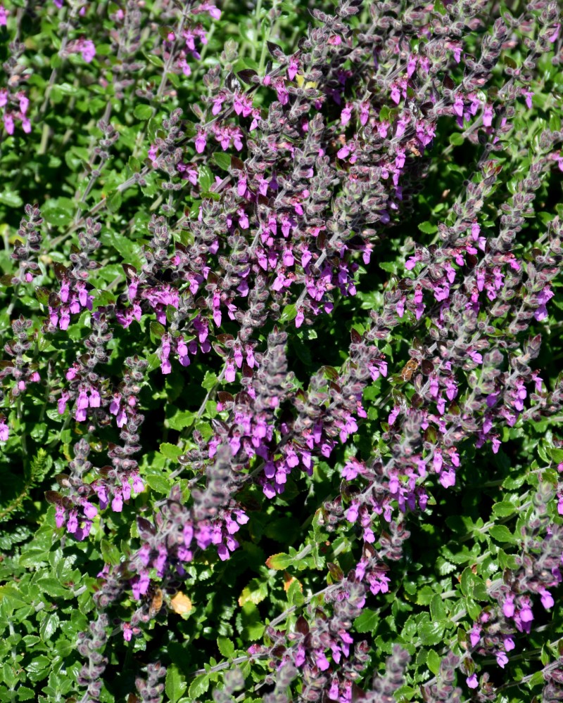 Creeping Germander #1<br><i>Teucrium chamaedrys</br></i>