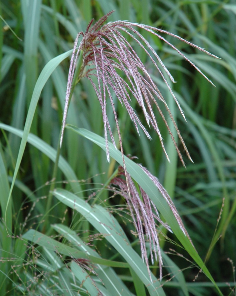 Maiden Grass #1<br><i>Miscanthus sinensis</br></i>